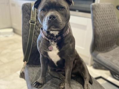 IKC Registered Staffordshire Bull Terrier puppies in Cavan