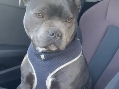 IKC Registered Staffordshire Bull Terrier puppies in Cavan
