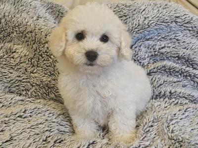 IKC Registered(pending) Bichon Frise puppies in Galway