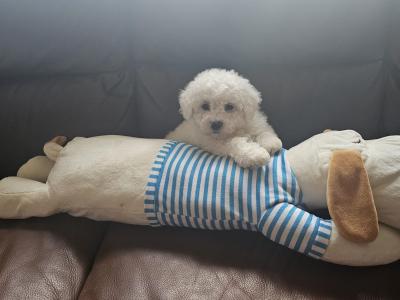 IKC Registered(pending) Bichon Frise puppies in Galway