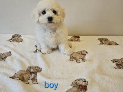 IKC Registered(pending) Bichon Frise puppies in Galway