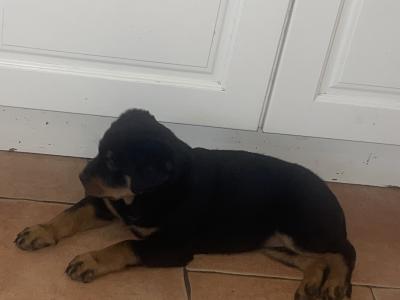 Large Rottweiler puppies in Limerick