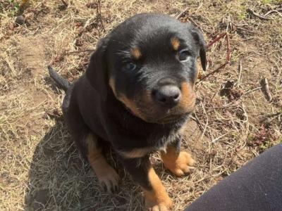 Large Rottweiler puppies in Limerick