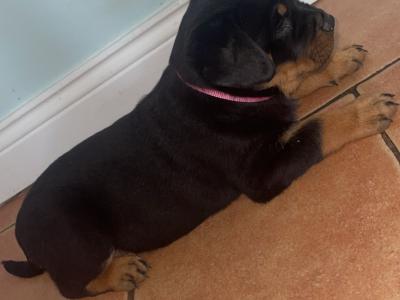 Large Rottweiler puppies in Limerick