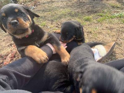 Large Rottweiler puppies in Limerick