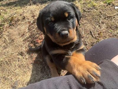 Large Rottweiler puppies in Limerick