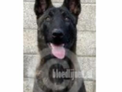Belgian Malinois puppies in Laois