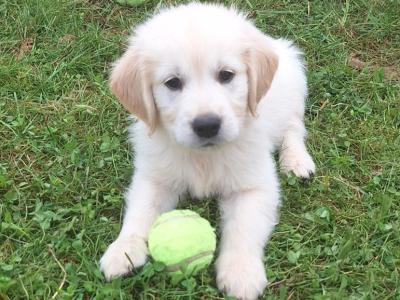 4 Purebred Golden Retriever puppies for sale in Longford