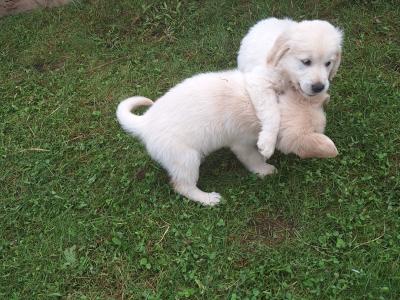 4 Purebred Golden Retriever puppies for sale in Longford