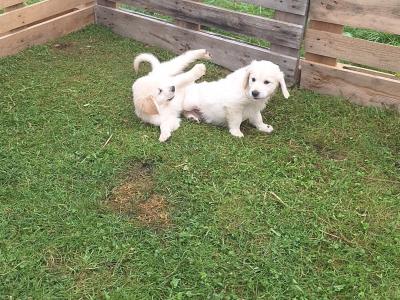 4 Purebred Golden Retriever puppies for sale in Longford