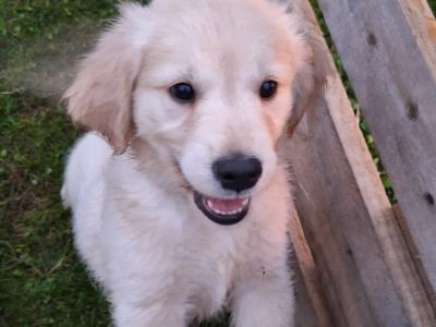 4 Purebred Golden Retriever puppies for sale in Longford