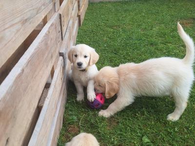 4 Purebred Golden Retriever puppies for sale in Longford