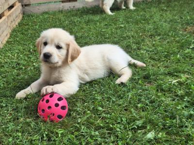 4 Purebred Golden Retriever puppies for sale in Longford