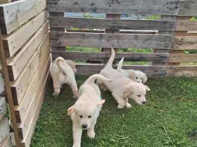 4 Purebred Golden Retriever puppies for sale in Longford