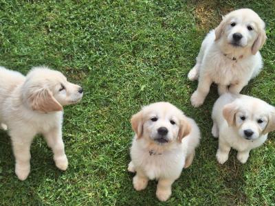 4 Purebred Golden Retriever puppies for sale in Longford