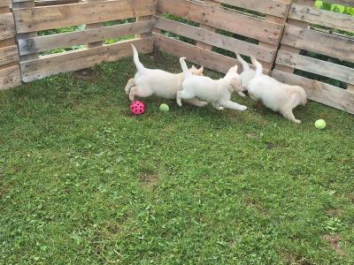 4 Purebred Golden Retriever puppies for sale in Longford
