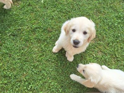 4 Purebred Golden Retriever puppies for sale in Longford