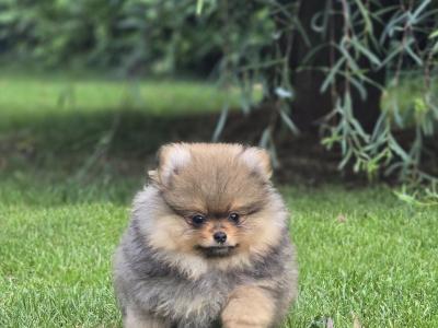 Exclusive Tiny Teddy Bear IKC Registered Pomeranian puppies in Tipperary