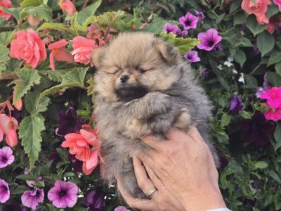 Exclusive Tiny Teddy Bear IKC Registered Pomeranian puppies in Tipperary