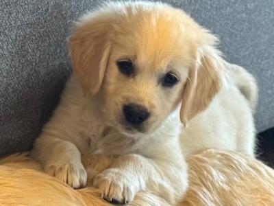 Purebred Golden Retriever puppies in Cork