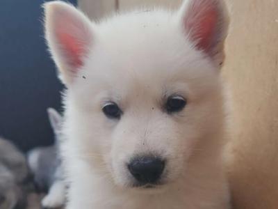 Swiss Shepherd x Siberian Husky puppies in Carlow