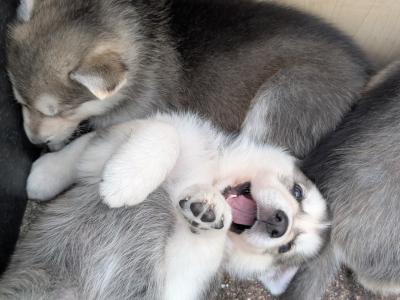 Swiss Shepherd x Siberian Husky puppies in Carlow