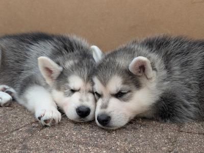 Swiss Shepherd x Siberian Husky puppies in Carlow
