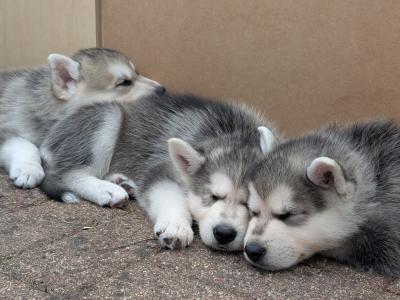 Swiss Shepherd x Siberian Husky puppies in Carlow