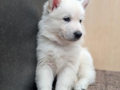 Swiss Shepherd x Siberian Husky puppies in Carlow