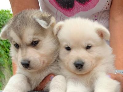 Swiss Shepherd x Siberian Husky puppies in Carlow