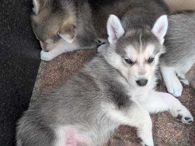 Swiss Shepherd x Siberian Husky puppies in Carlow