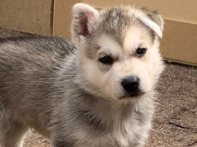 Swiss Shepherd x Siberian Husky puppies in Carlow