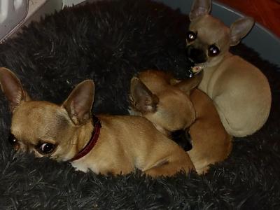 Purebred Micro male Chihuahua puppy in Roscommon