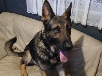 Stud dog German Shepherd , IKC , mating service , Co.Mayo