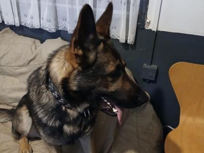 Stud dog German Shepherd , IKC , mating service , Co.Mayo