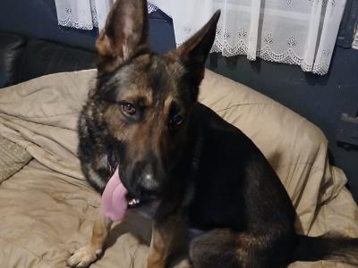 Stud dog German Shepherd , IKC , mating service , Co.Mayo