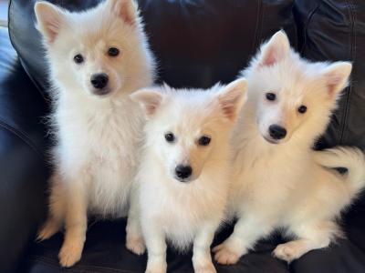 Japanese Spitz puppies in Meath