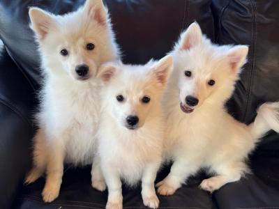 Japanese Spitz puppies in Meath