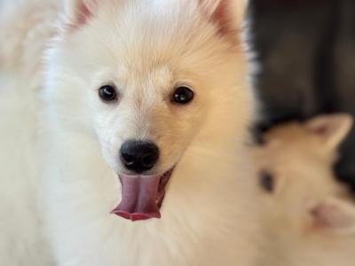 Japanese Spitz puppies in Meath