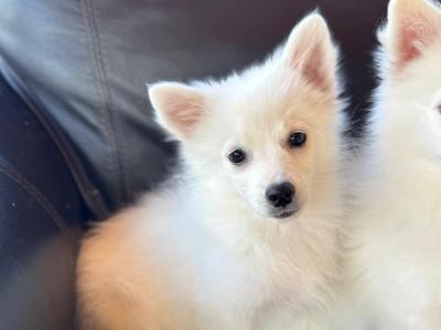 Japanese Spitz puppies in Meath