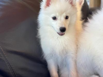 Japanese Spitz puppies in Meath