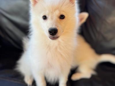 Japanese Spitz puppies in Meath