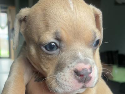 Pocket Bully puppies in Cork