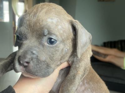 Pocket Bully puppies in Cork