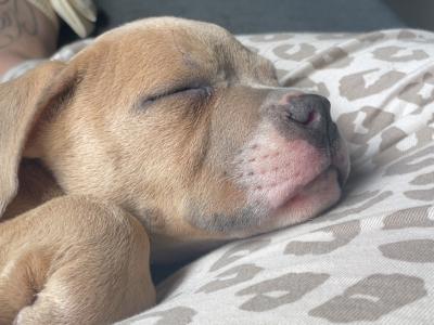Pocket Bully puppies in Cork