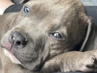 Pocket Bully puppies in Cork