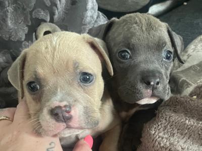 Pocket Bully puppies in Cork