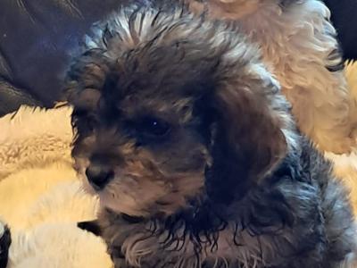Male Cavachon puppy in Mayo