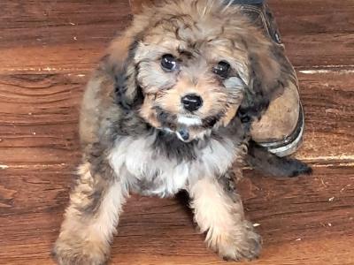Male Cavachon puppy in Mayo