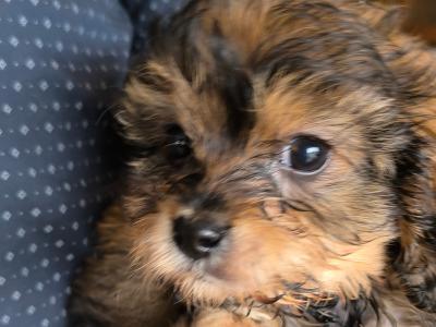 Male Cavachon puppy in Mayo